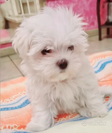 Cuccioli maltese