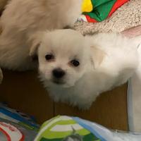 Cucciolo maschio di maltese di 60 giorni