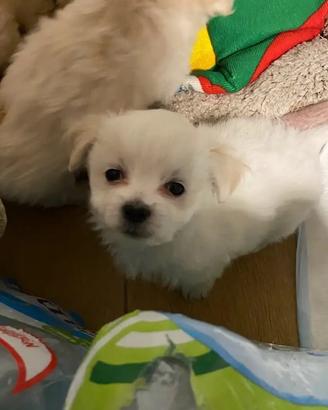Cucciolo maschio di maltese di 60 giorni