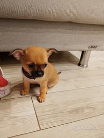 Chihuahua