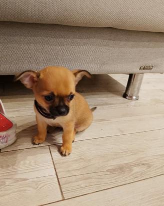 Chihuahua