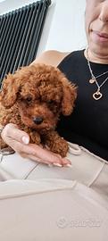 cuccioli barboncini toy minitoy disponbili ora 
