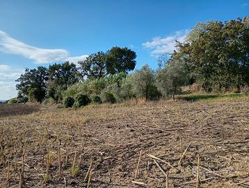 Terreno agricolo seminativo