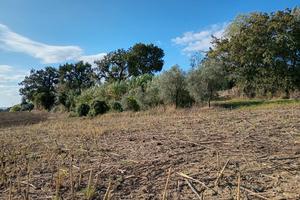 Terreno agricolo seminativo