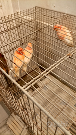 Canarini maschi in esubero a 10 euro l'uno