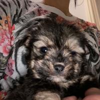 Cuccioli morkie