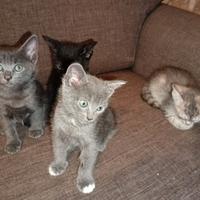 Gattini in adozione ?