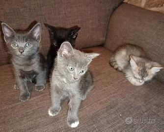 Gattini in adozione ?