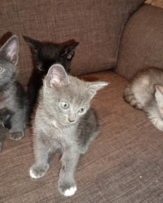 Gattini in adozione ?
