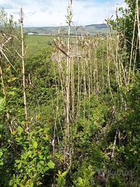 Terreno agricolo particella 397