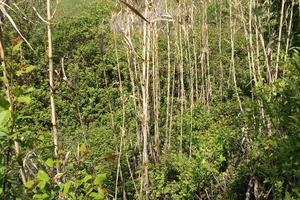 Terreno agricolo particella 397