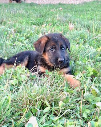Cuccioli pastore tedesco con pedigree