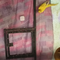 Femmina parrocchetto