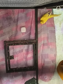 Femmina parrocchetto