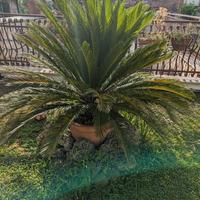 pianta Cycas 15 anni