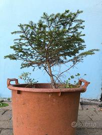 Pianta Abete. Altezza circa 30-40cm