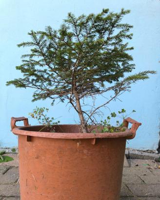 Pianta Abete. Altezza circa 30-40cm