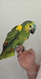 Amazzone estiva xanthopteryx