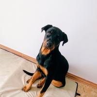 Cucciola Rottweiler 7 mesi