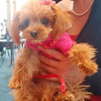Maltipoo femmina di 20 cm al garrese