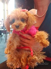Maltipoo femmina di 20 cm al garrese