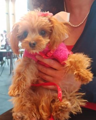 Maltipoo femmina di 20 cm al garrese