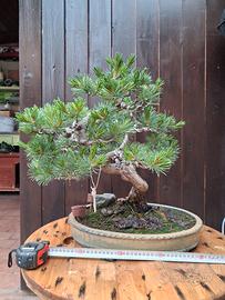 bonsai
