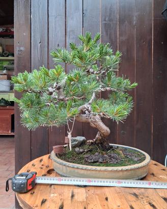 bonsai