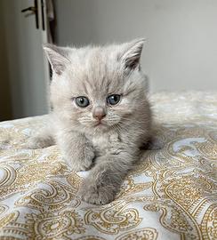 British shorthair