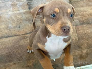 Pitbull tricolor