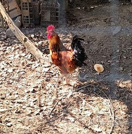 Galletto rosso e nero