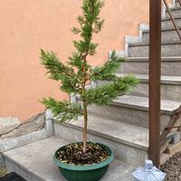 Cipresso bonsai