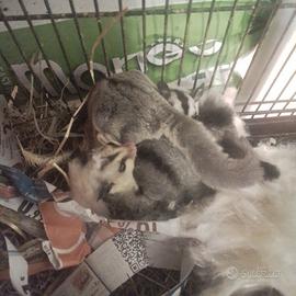 Petauri dello zucchero