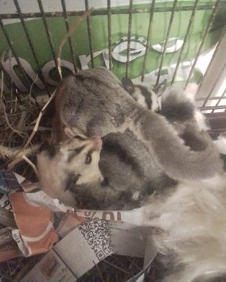 Petauri dello zucchero