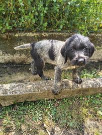 Cuccioli di Drahthaar
