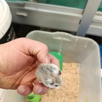 Cuccioli di criceti beby