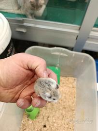 Cuccioli di criceti beby