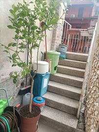 Pianta di Limone