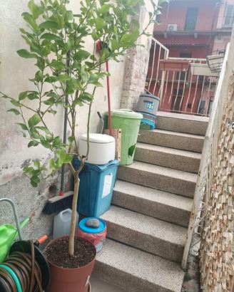 Pianta di Limone