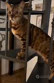 Gatta bengala. Brown Spotteb