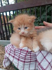 Maine coon