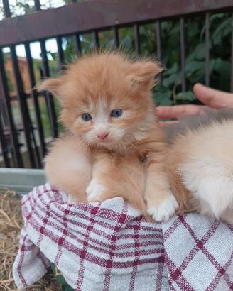 Maine coon