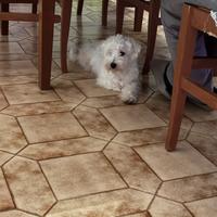Maltese