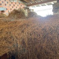 Fieno per lettiera o per pecore o simili