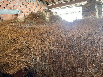 Fieno per lettiera o per pecore o simili