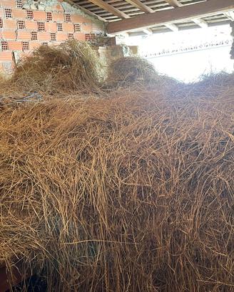 Fieno per lettiera o per pecore o simili