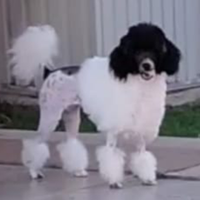 Barboncino Toy altri colori particolor ENCI