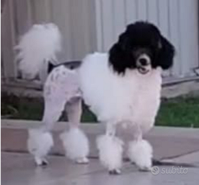 Barboncino Toy altri colori particolor ENCI