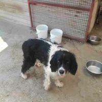 Coppia cani meticci