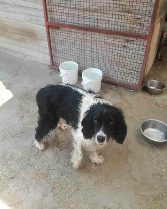 Coppia cani meticci